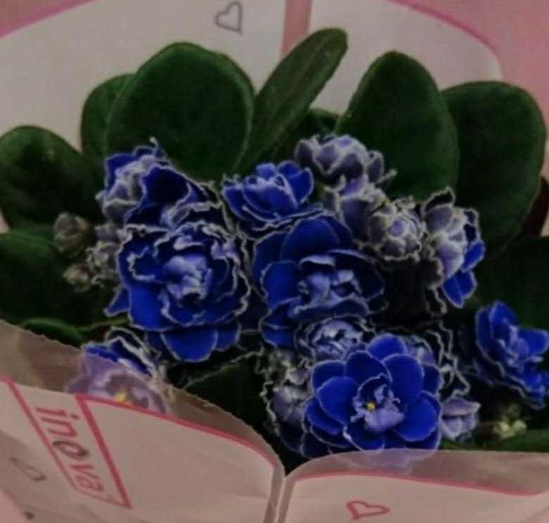 Ален миллион синих роз фиалка: особенности сорта и уход