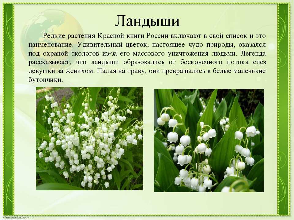 Оформление фиалок и семян в Усть-Илимске: выбирайте качество