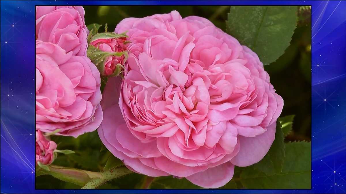 Фиалка ав дамасская роза фото и описание