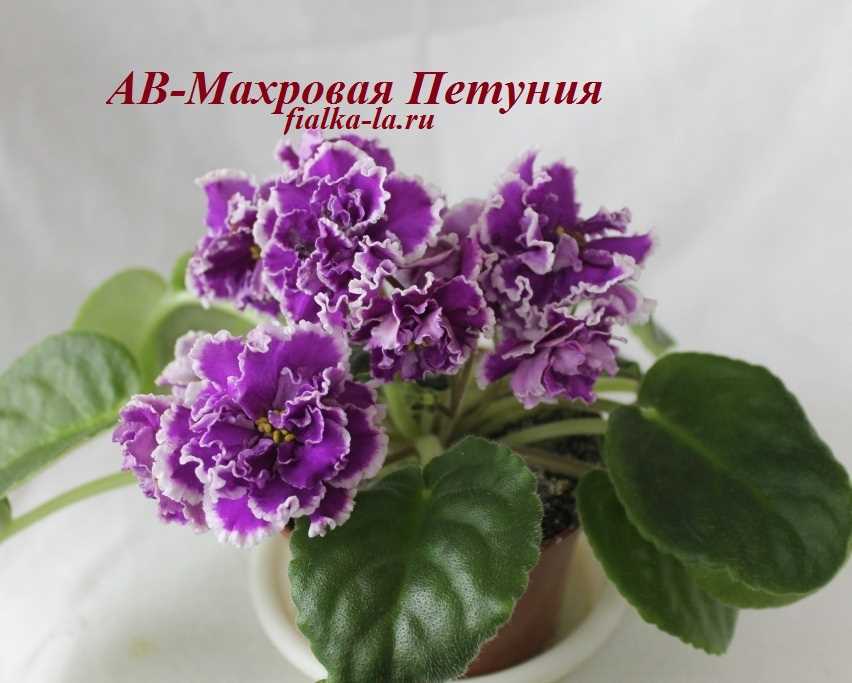 Сорт АВ махровая петуния - идеальный выбор для садов и цветников