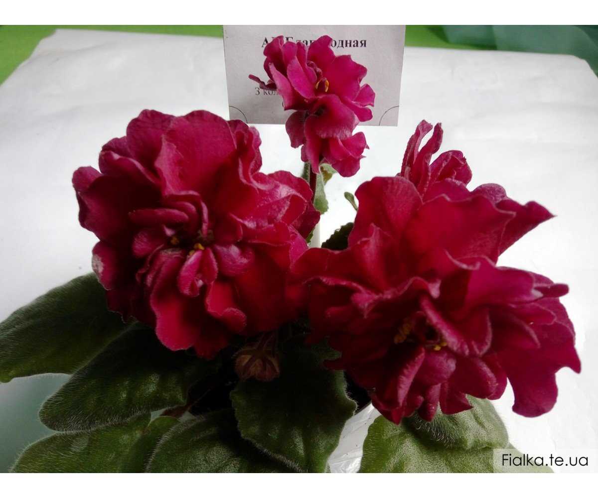 Фото и описание фиалки БР красная роза
