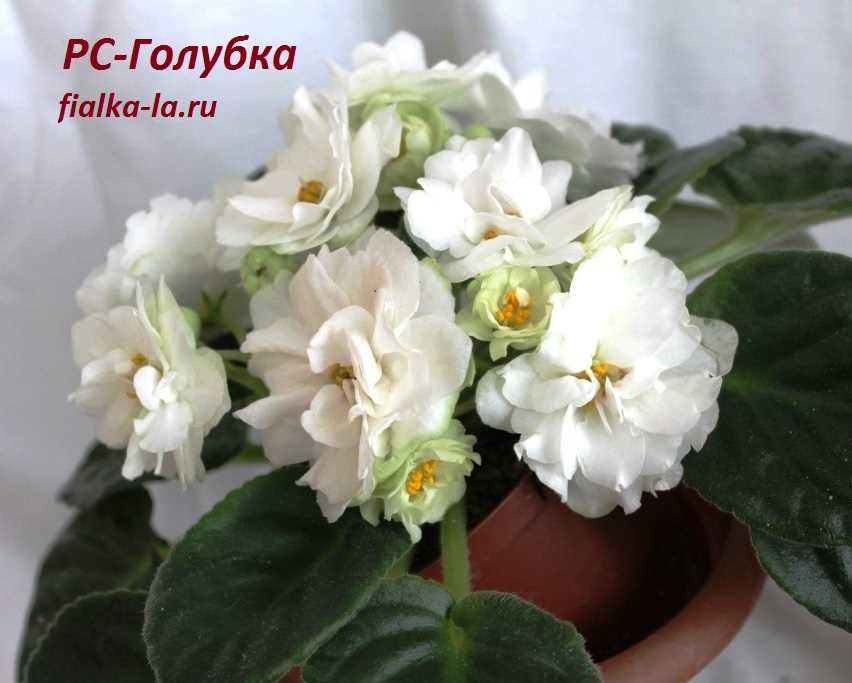 2. Фото р