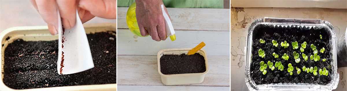 Как вырастить фиалку из семян в домашних условиях