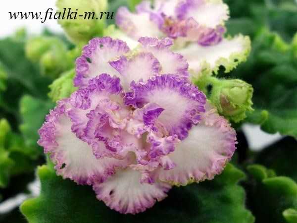 Фиалка Коко Шанель - роскошный сорт с яркими цветами