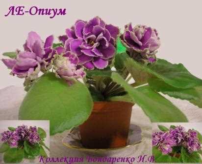 Фиалка ле опиум - растение для дома
