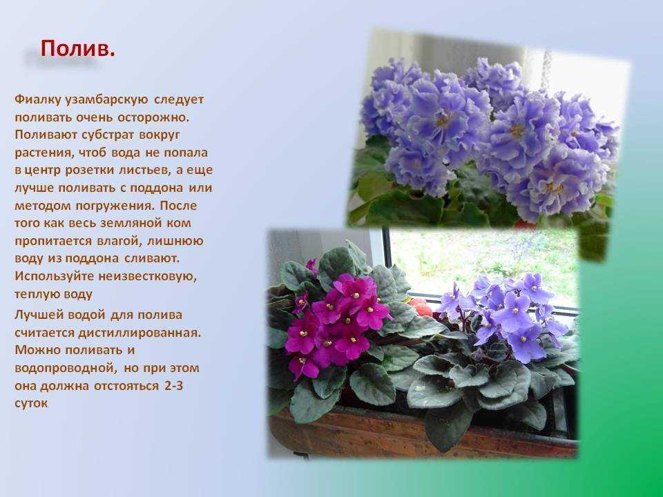 Фото сорта Ле фиалки