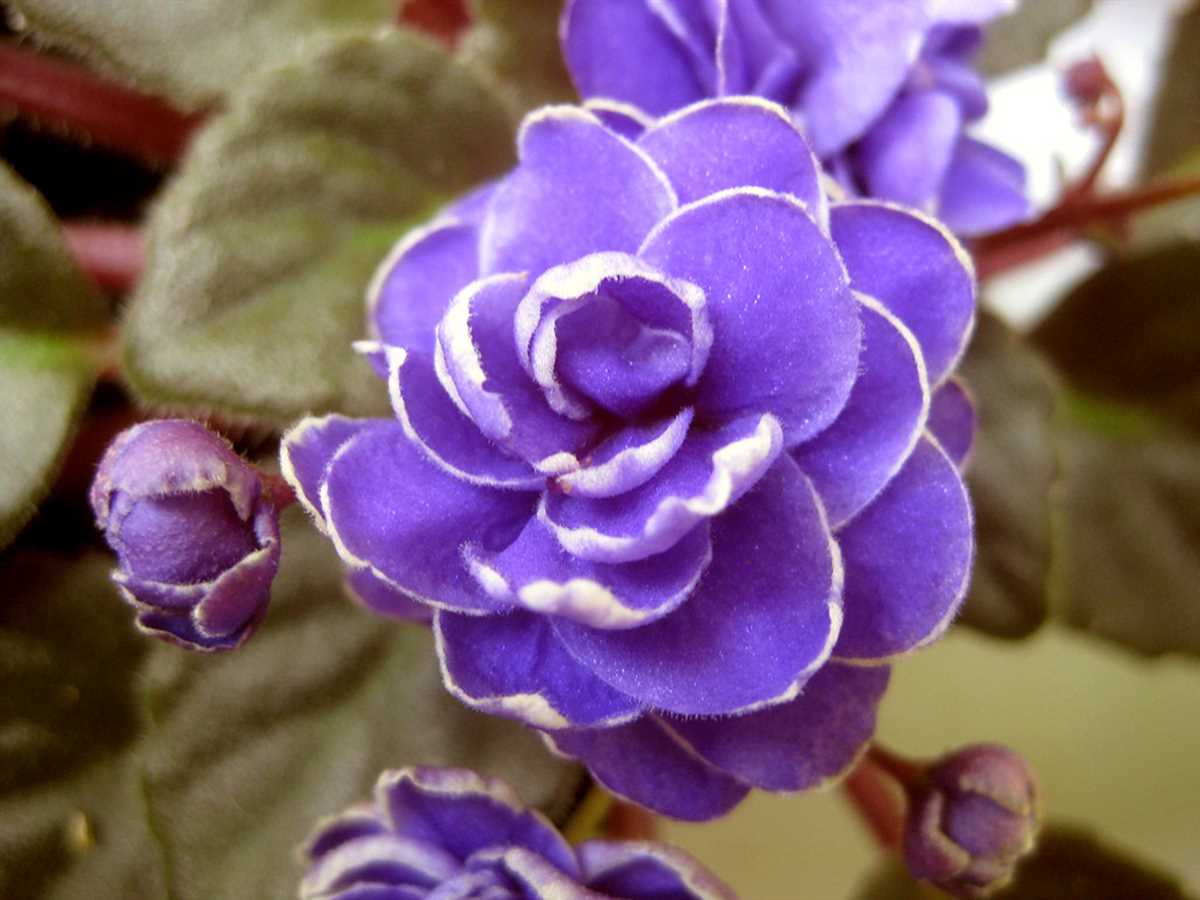 Фиалка Ness Crinkle Blue: признаки здоровой растения и проблемы при выращивании