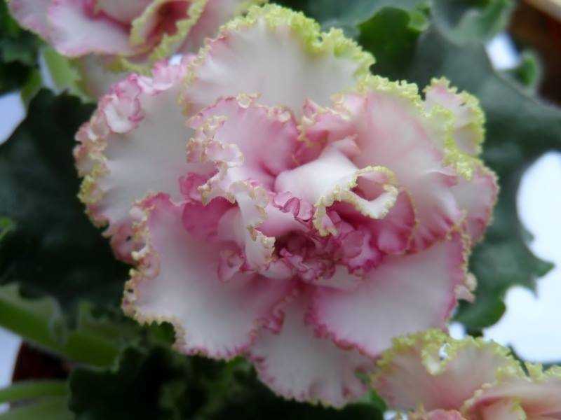 Фиалка парнасская роза фото и описание