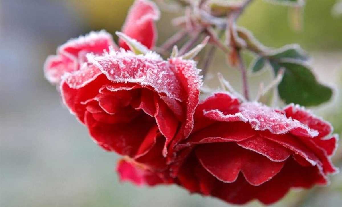 Фиалка ЕК розы в снегу: советы по выбору места для посадки