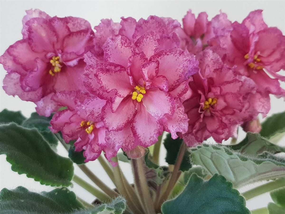 ЛЕ розовый салют фиалка: создание атмосферы благодаря прекрасному цветку