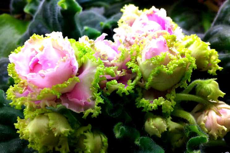Описание фиалки ЛЕ зеленая роза: от вертикального роста до удивительного аромата