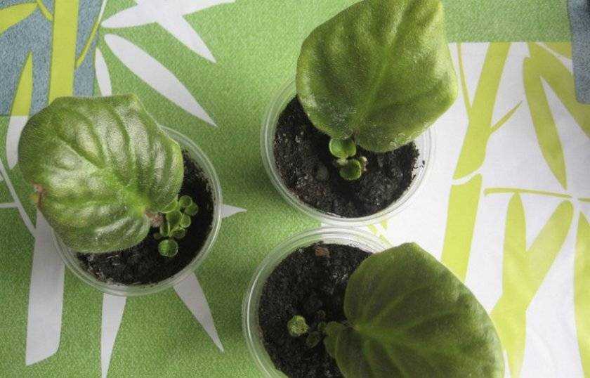 Как размножать фиалки листьями в домашних условиях