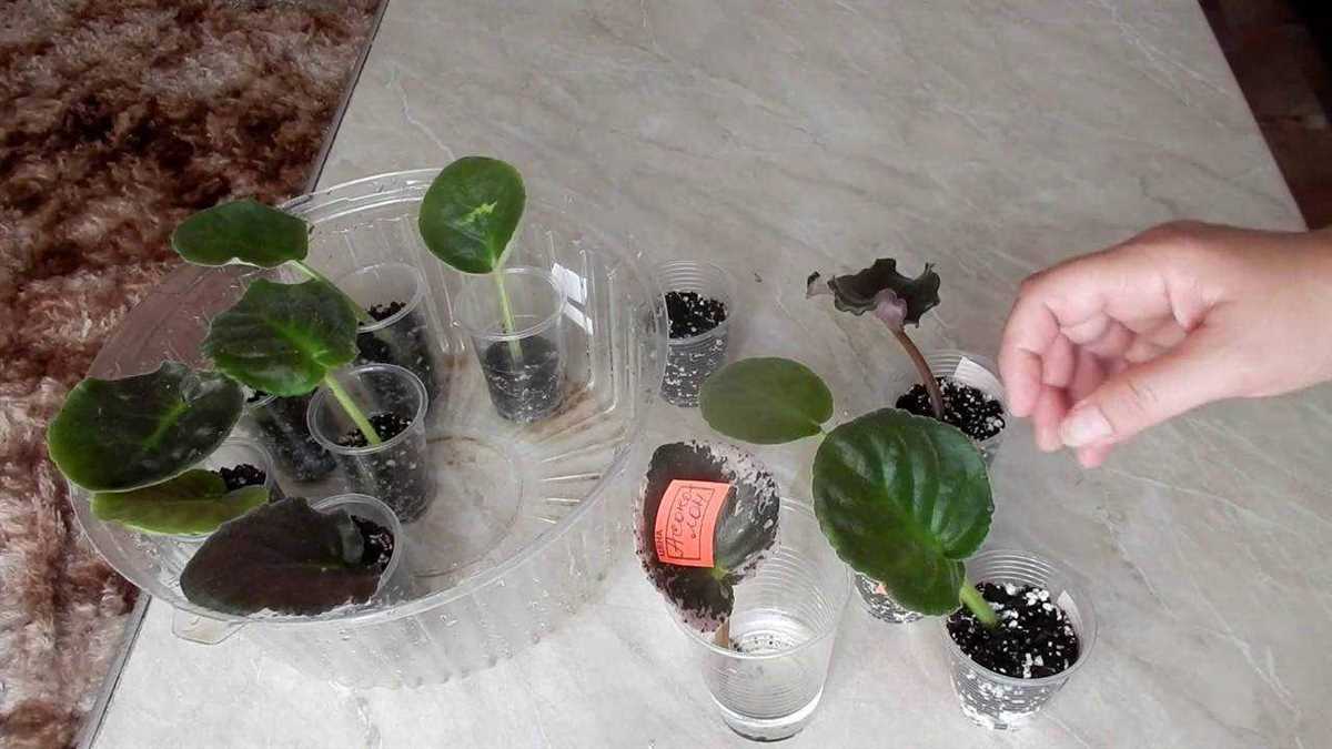 Как правильно посадить листочек фиалки