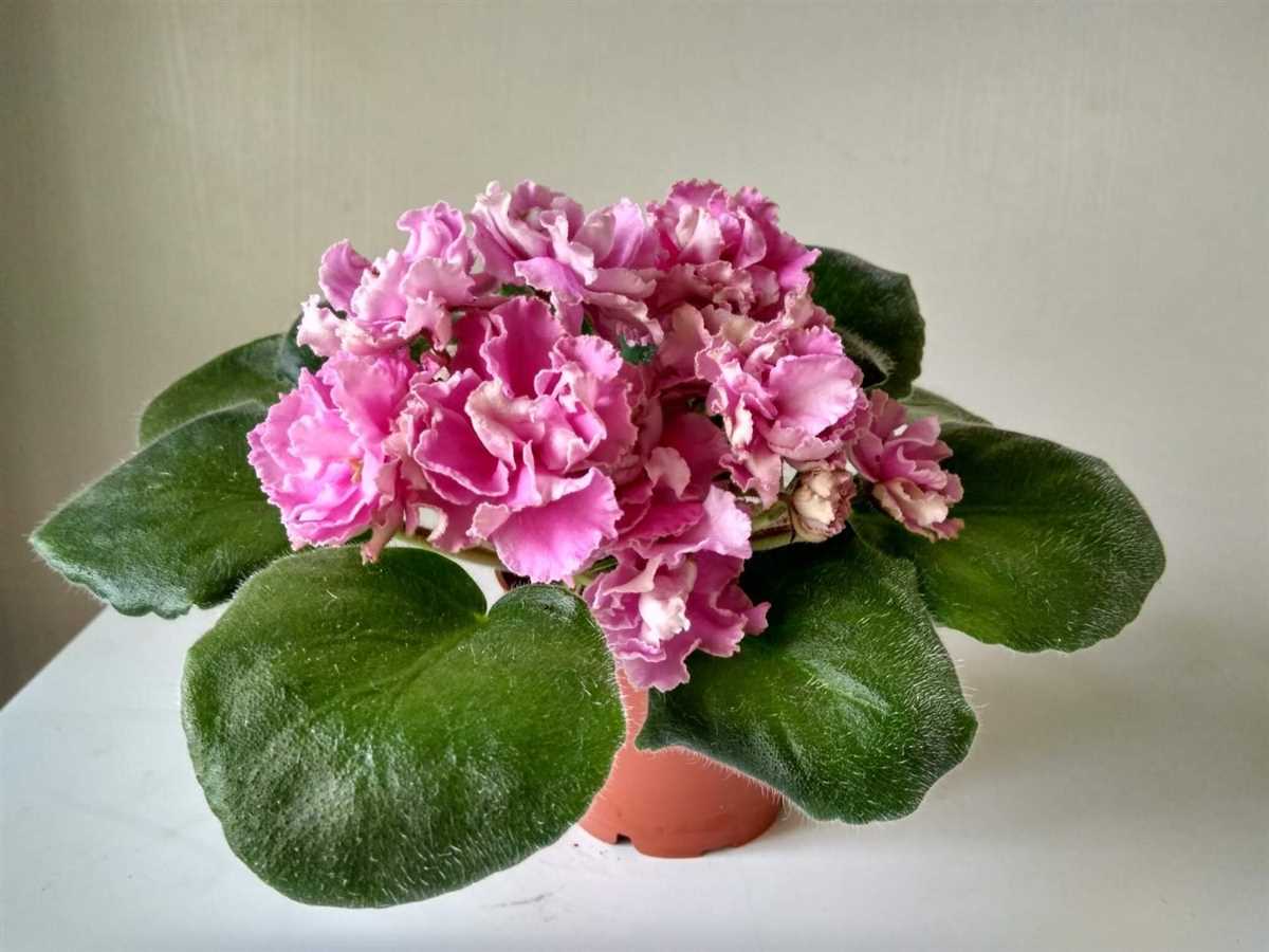 Ле марципановая роза фиалка: сорта LE, фото и описание