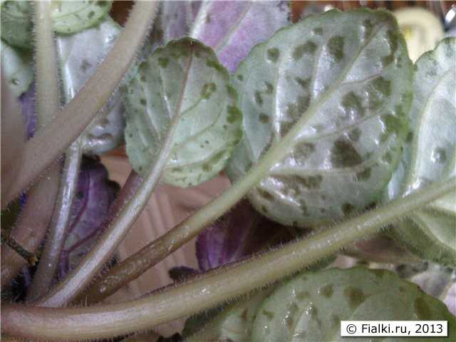 Коричневые пятна на листьях фиалки: основные причины