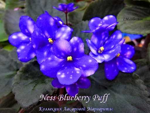 Ness blueberry puff фиалка фото и описание
