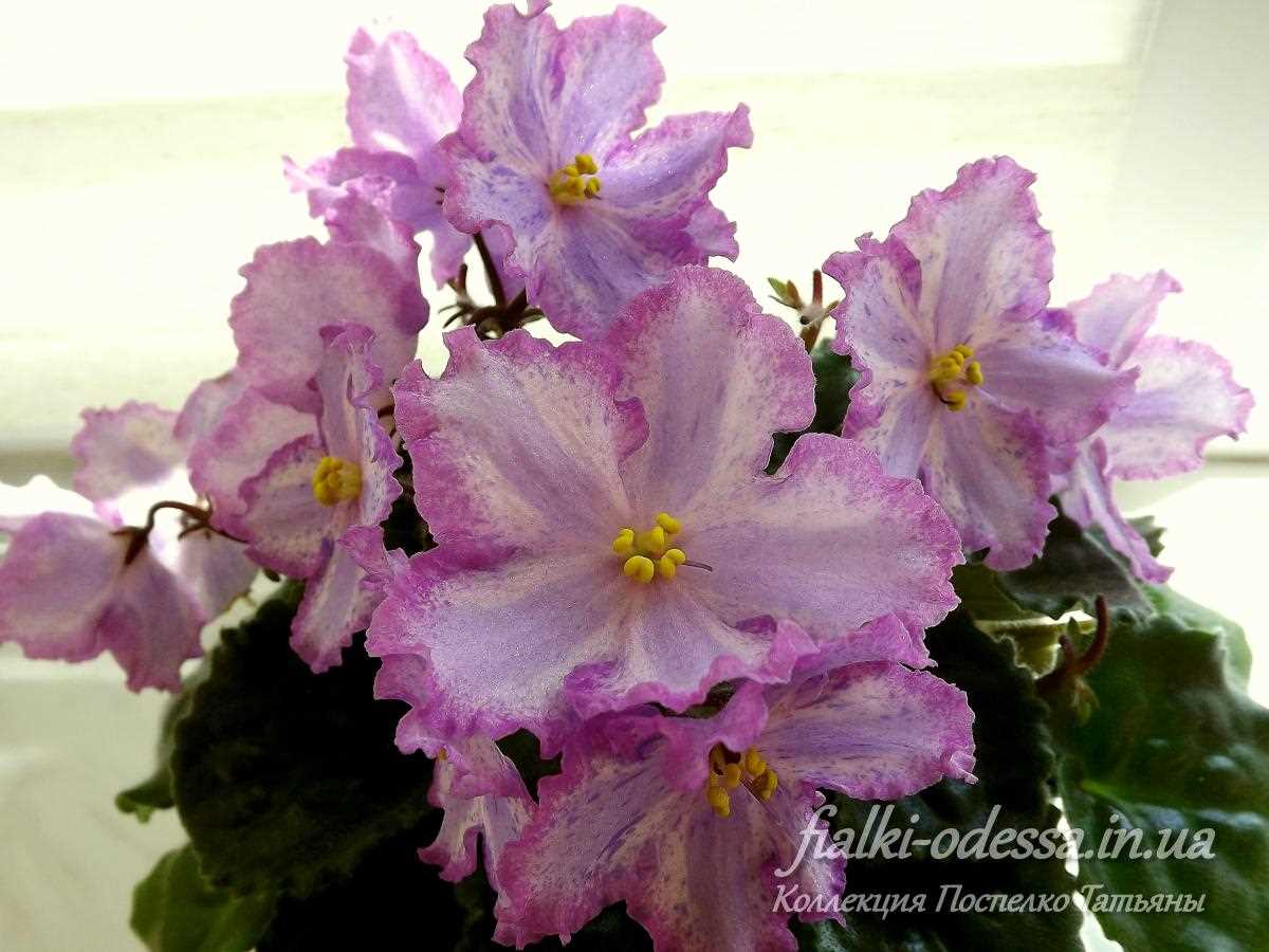 Фиалка - цветочное растение