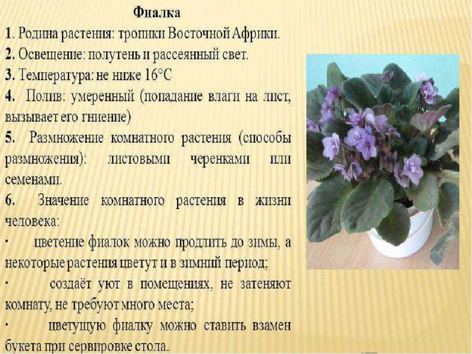 Ват моя умничка фиалка - растение семейства Violaceae