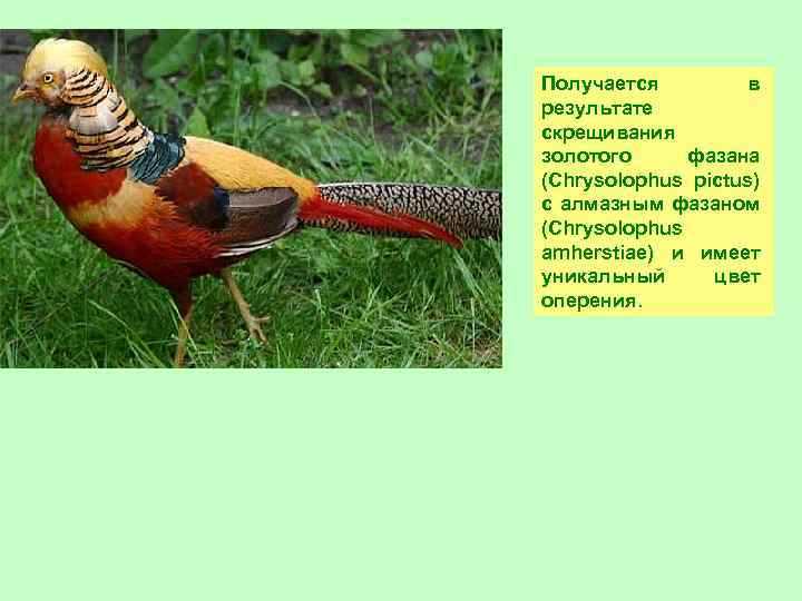 Золотой фазан фиалка фото и описание