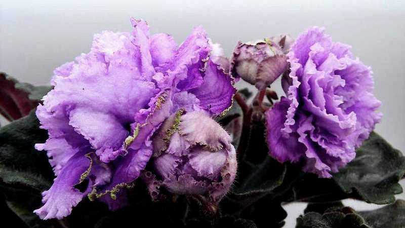 Фиалка ален пурпурное сердце фото и описание