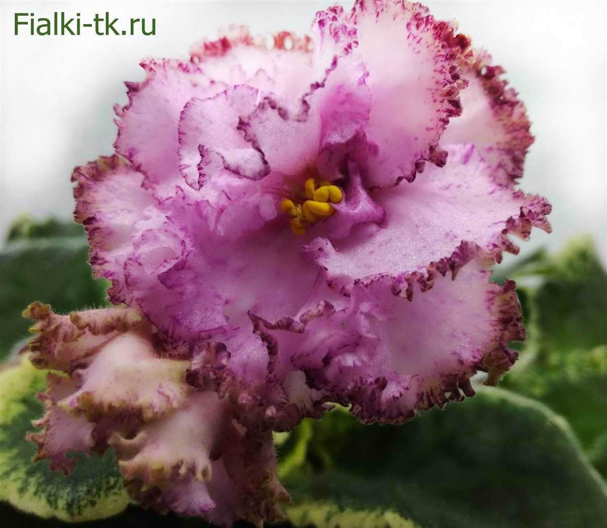 Фиалка ав дар розовой феи фото: красивые сорта