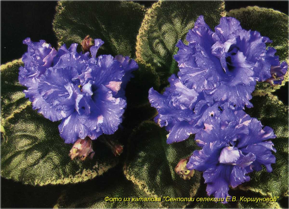 Фиалка - нежное растение с синими цветами