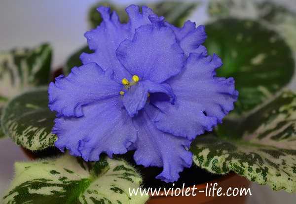 Фиалка с голубыми цветками - фото и описание