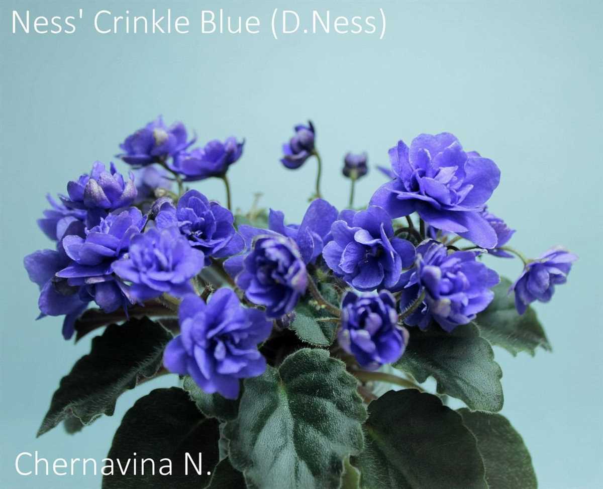 Фиалка ness crinkle blue фото и описание