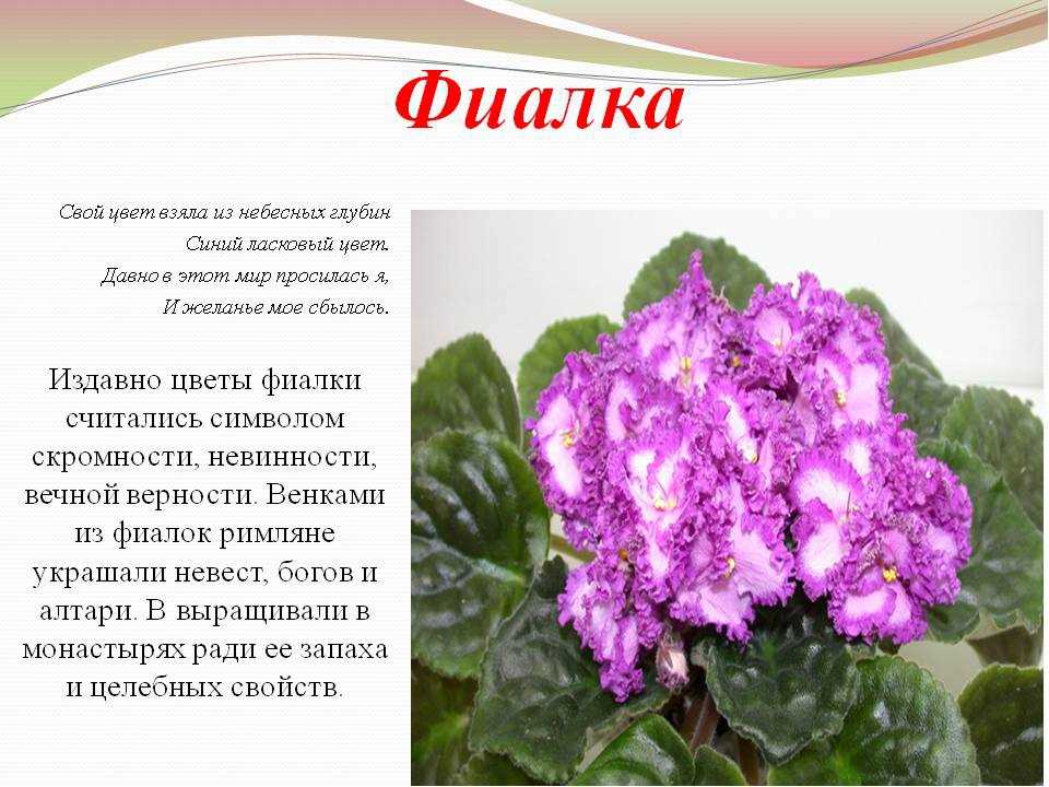 Фото и описание цветка