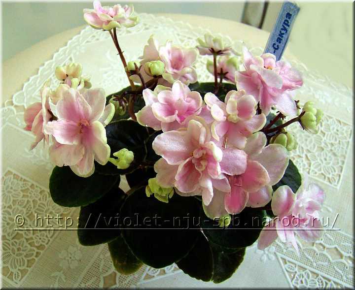 Hunter s sweet sakura фиалка - удивительное растение для вашего дома