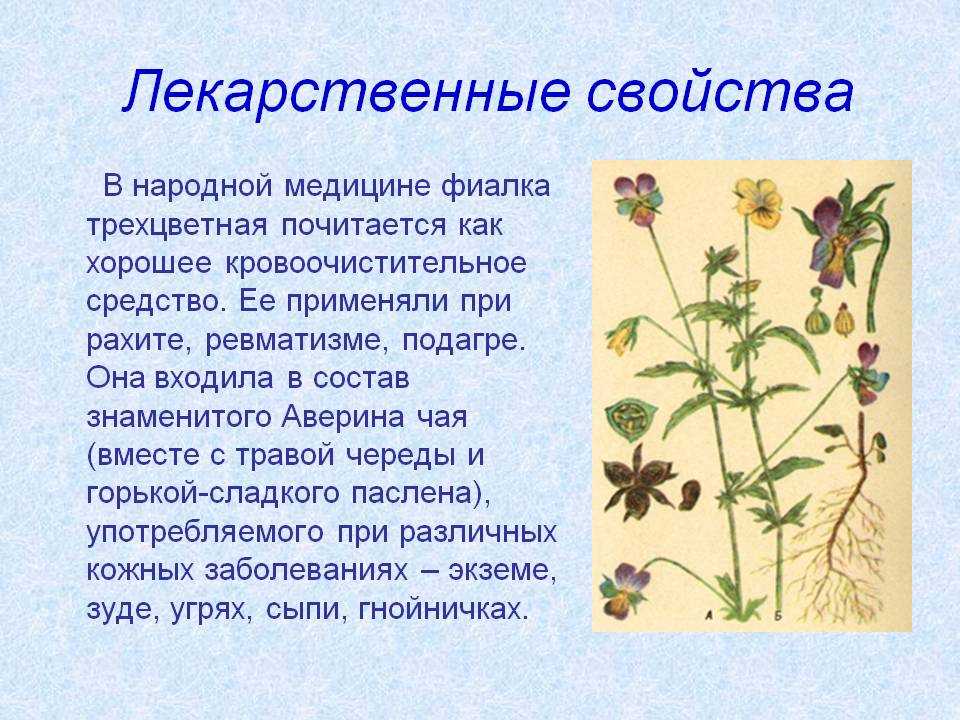 Ботаническое описание и цветение