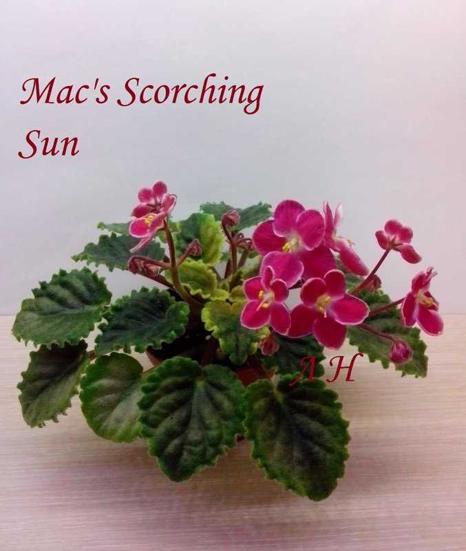 Mac's Scorching Sun фиалка: фото и грация этого сорта