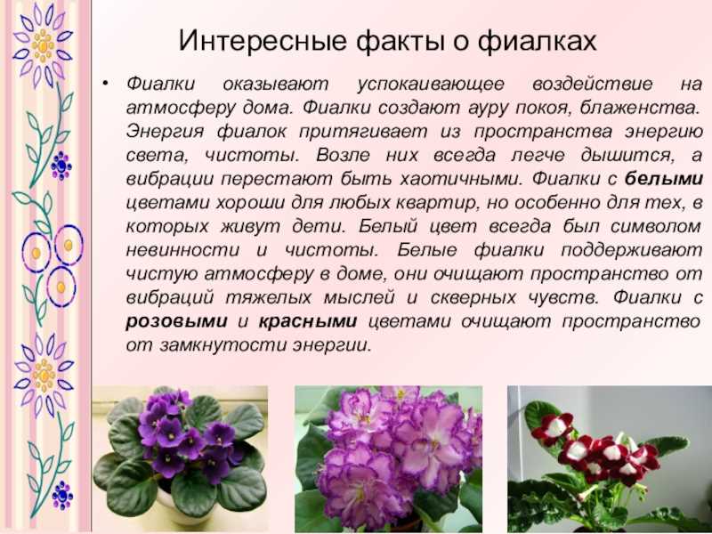 Цветок фиалка фото и описание цветка