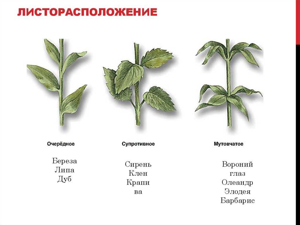 Гвоздика черешковый или сидячий лист. Очередное супротивное мутовчатое листорасположение. Типы листорасположения листьев. Листорасположение листьев очередное супротивное мутовчатое. Тип листорасположения (очерёдное или супротивное).